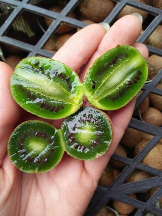 Nhiều người nhận ra kiwi rừng Tây Bắc này giống hệt kiwi berry nhập khẩu từ Newzealand, Pháp với giá gần 1 triệu đồng/ký từng “làm mưa làm gió” trên thị trường trước đây. Ảnh: FB Nguyễn Trọng.