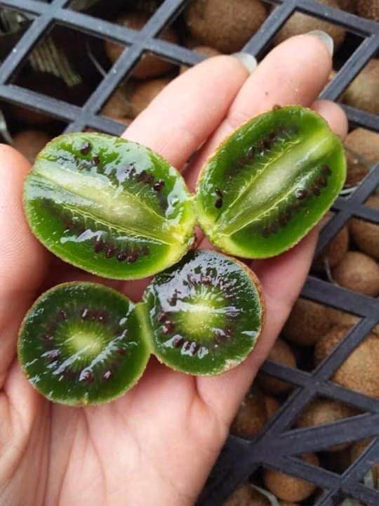 Nhiều người nhận ra kiwi rừng Tây Bắc này giống hệt kiwi berry nhập khẩu từ Newzealand, Pháp với giá gần 1 triệu đồng/ký từng “làm mưa làm gió” trên thị trường trước đây. Ảnh: FB Nguyễn Trọng.