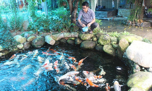 Trang trại cá Koi của anh Đặng Quang Trung ở quận Cái Răng, TP. Cần Thơ nổi tiếng khắp vùng bởi sở hữu hàng chục nghìn con.