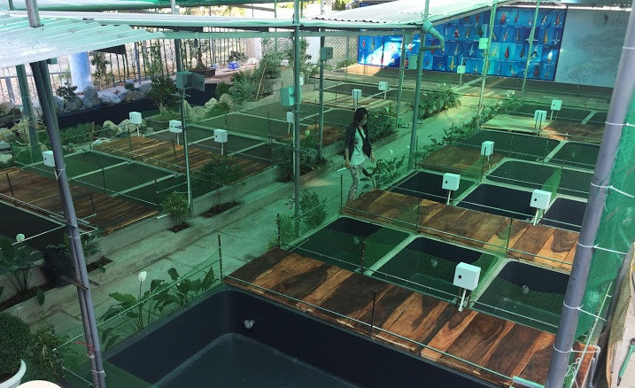 Quy trình xử lý ao chuyên nghiệp.