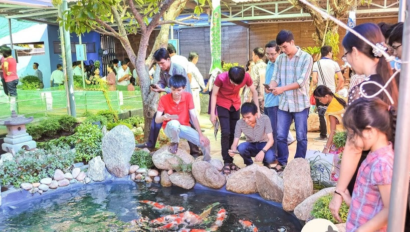 Trang trại sử dụng thức ăn chuyện dụng riêng biệt dành cho cá Koi.