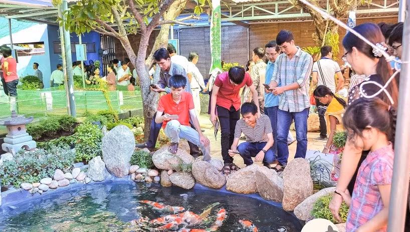 Trang trại sử dụng thức ăn chuyện dụng riêng biệt dành cho cá Koi.