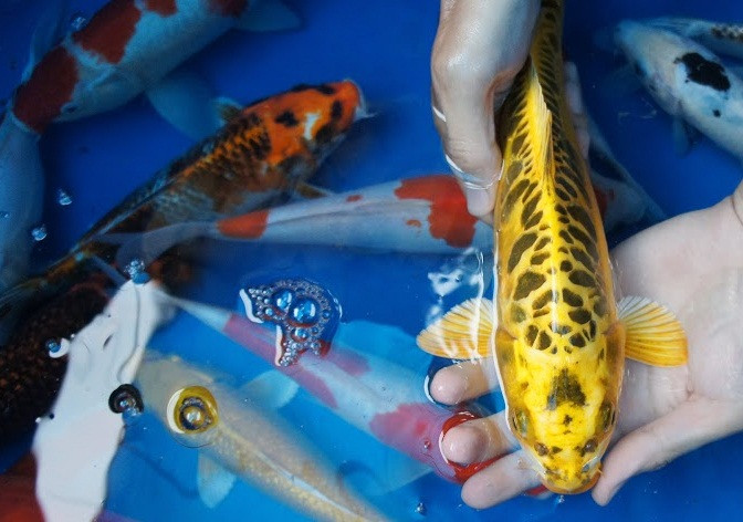 Đủ các loại cá Koi nhiều màu sắc. Nguồn ảnh: Luna Koi Farm.