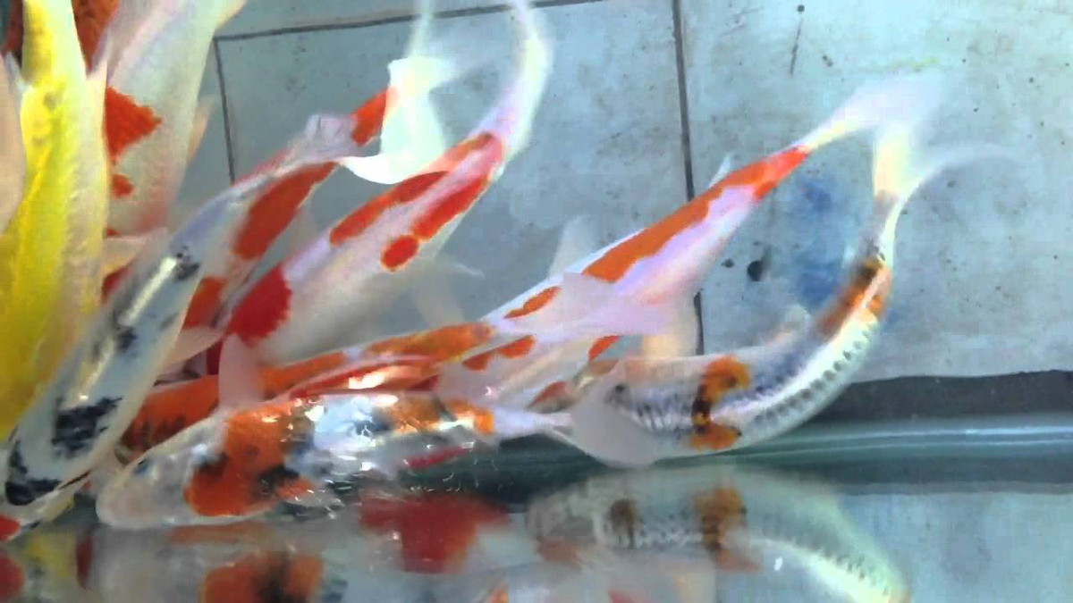 Đặc biệt, trong trang trại có nhiều giống cá Koi danh tiếng Nhật Bản như Kohaku, Sakura Ogon, Tancho Ancho, Benigoi...