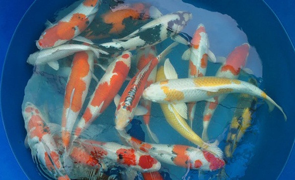 Mỗi con cá Koi được bán với giá từ vài chục nghìn đến vài triệu đồng, tùy theo kích thước và màu sắc.