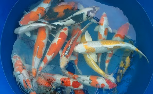 Mỗi con cá Koi được bán với giá từ vài chục nghìn đến vài triệu đồng, tùy theo kích thước và màu sắc.