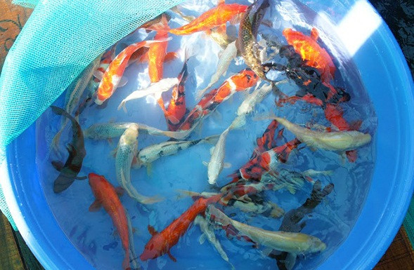 Cá Koi nhập khẩu từ Nhật Bản có giá rẻ nhất vài trăm nghìn đồng.