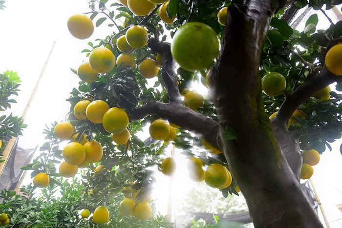 Đặc biệt, cây bưởi gần 50 tuổi, được tạo thế đẹp có giá bán gần 100 triệu đồng. Ảnh: Infonet.