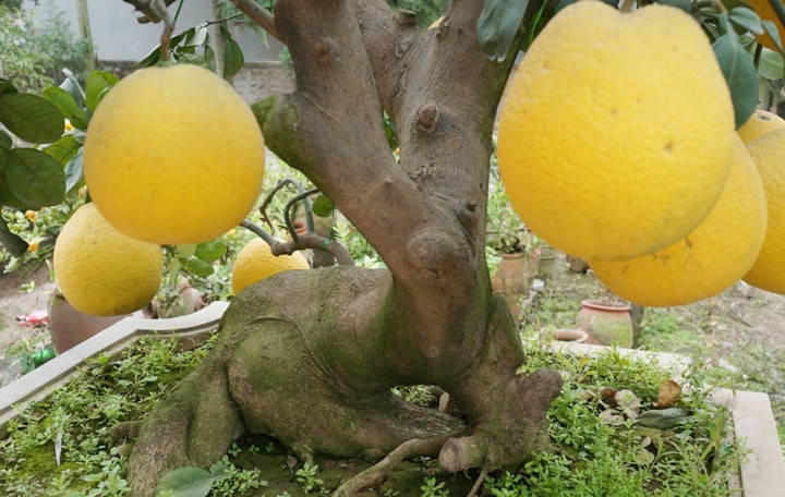 Cây bưởi cổ thụ có đủ phần "chân trước" và "đùi trâu". Ảnh: Đời sống pháp lý.