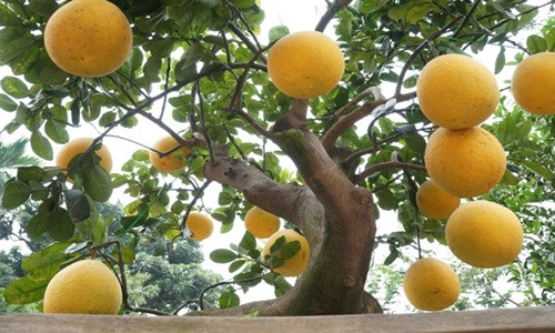 Ngoài dáng độc, cây bưởi còn sai lúc lỉu quả vàng, trông thích mắt. Ảnh: Đời sống pháp lý.