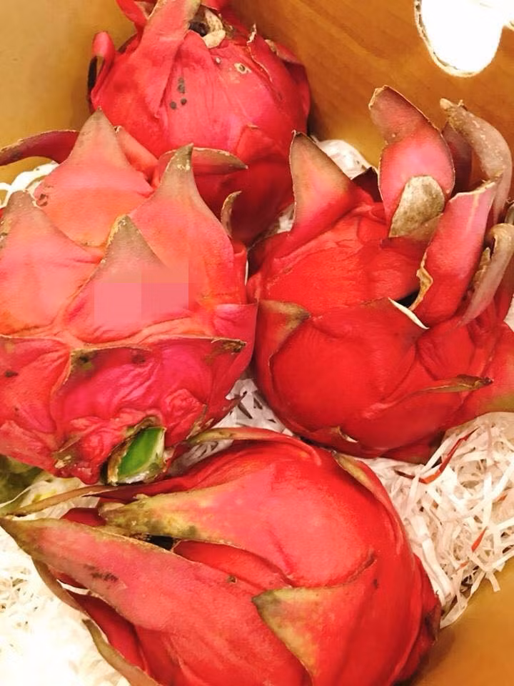 Quả thanh long đỏ Đài Loan kích thước lớn, có quả nặng tới hơn 1kg. Ảnh: AT Mart.