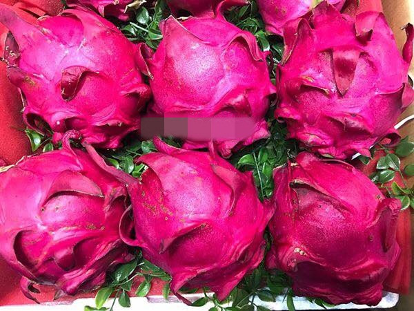 Giống thanh long này cũng được Đài Loan xuất khẩu sang châu Âu. Ảnh: FB Khuc Ngoc Anh.
