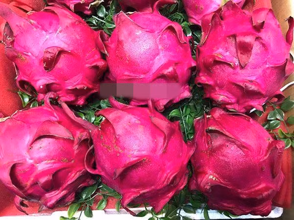 Giống thanh long này cũng được Đài Loan xuất khẩu sang châu Âu. Ảnh: FB Khuc Ngoc Anh.