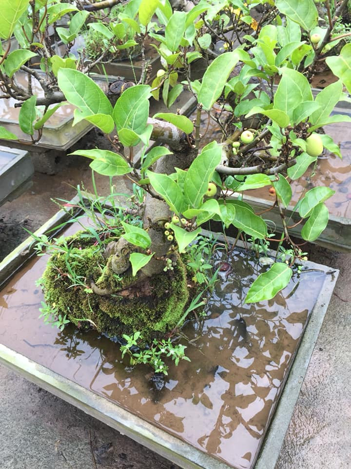 Cây sung cảnh cho quả quanh năm, cao 30cm. tán rộng 35cm. Ảnh: FB Ngần Rùa.