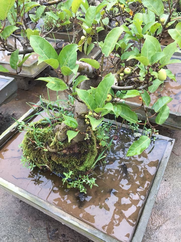 Cây sung cảnh cho quả quanh năm, cao 30cm. tán rộng 35cm. Ảnh: FB Ngần Rùa.