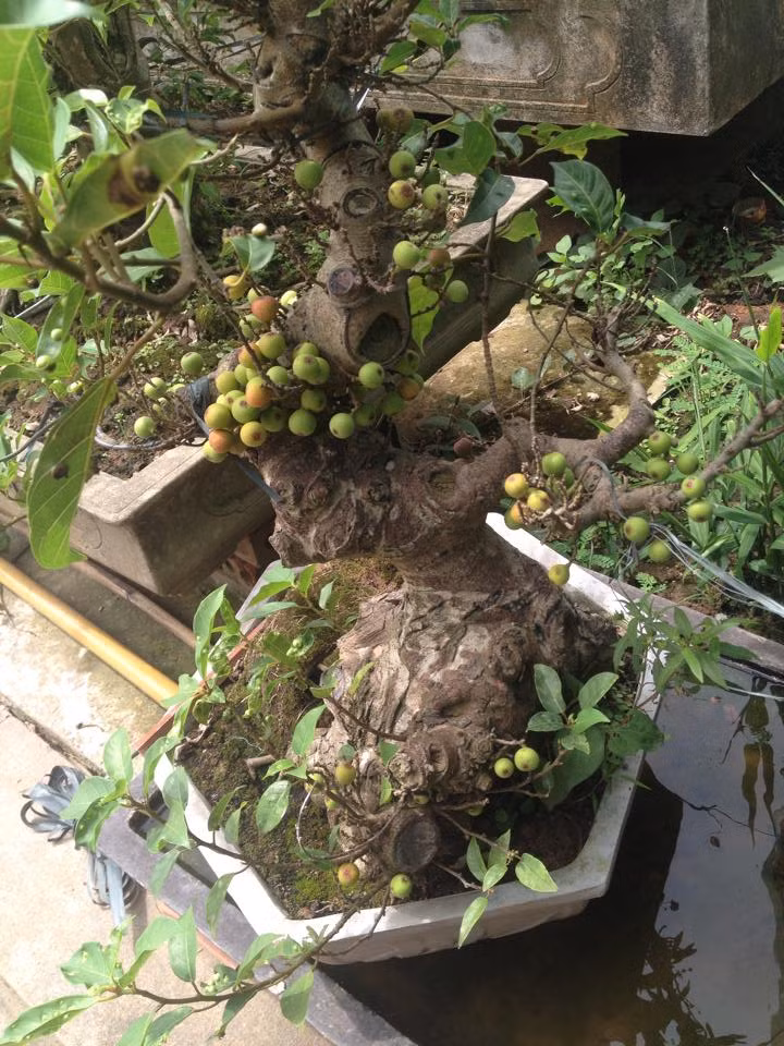 Sung bonsai già với gốc to xù xì cổ kính. Ảnh: FB Trần Hường.