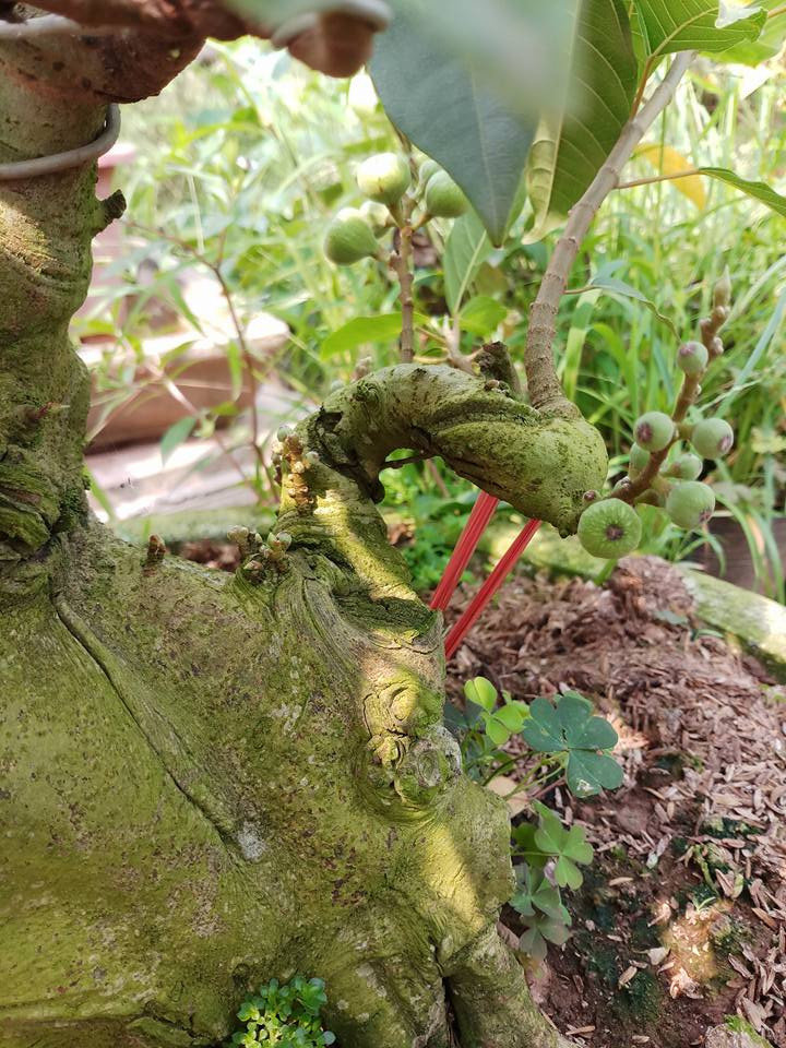 Cùng với quả, cây sung còn gây ấn tượng bởi những u sần mang nét cổ kính. Ảnh: FB Khuyen Tran.