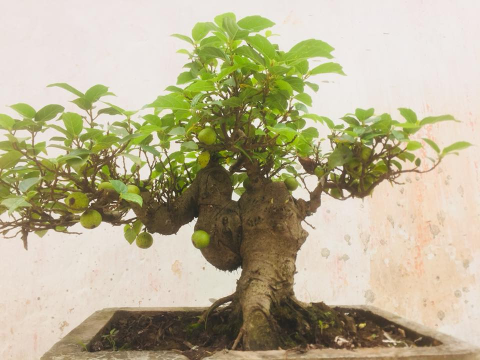 Tác phẩm sung bonsai đẹp, phân nhiều cành, lá nhỏ và sai quả. Ảnh: FB Chiến Vũ.
