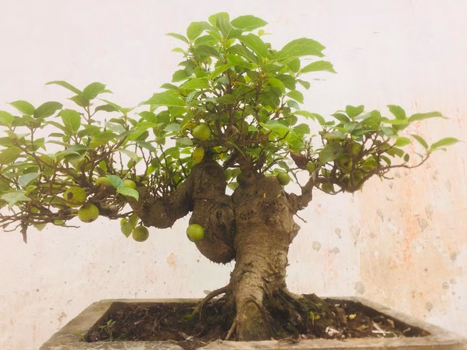 Tác phẩm sung bonsai đẹp, phân nhiều cành, lá nhỏ và sai quả. Ảnh: FB Chiến Vũ.
