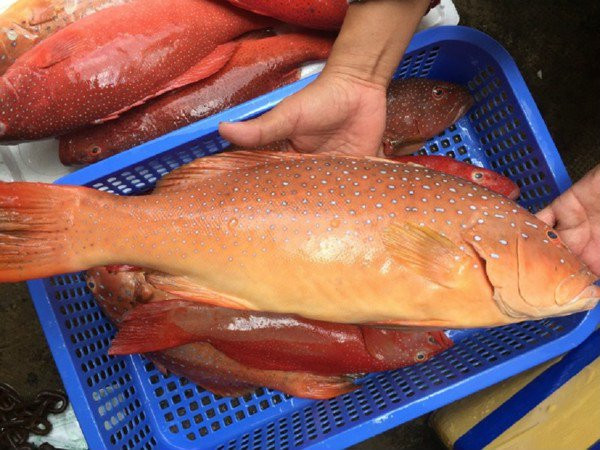 Trong khi đó, loại cá mú đỏ đông lạnh loại nhỏ dưới 1,5kg/kg, giá dao động từ 300.000 - 400.000 đồng/kg. Ảnh: Daohaisan.