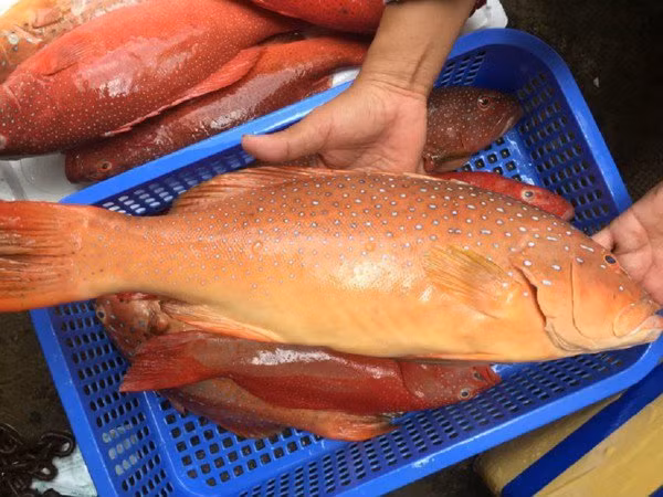 Trong khi đó, loại cá mú đỏ đông lạnh loại nhỏ dưới 1,5kg/kg, giá dao động từ 300.000 - 400.000 đồng/kg. Ảnh: Daohaisan.