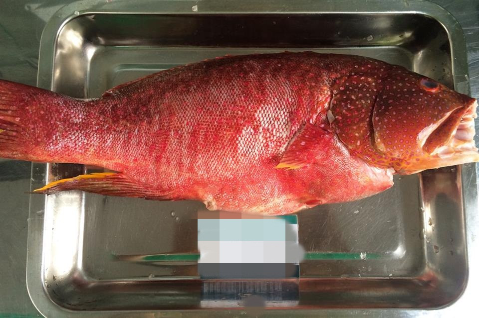 Ngoài ra, cá mú đỏ được ưa chuộng bởi có thịt trắng, ngọt, dai. Ảnh: Thucphamsieungon.