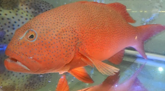 Một vài người bán cho biết, do đánh bắt tự nhiên nên cá mú đỏ không phải lúc nào cũng có sẵn hàng. Mỗi lần nhập cũng chỉ có vài con. Ảnh: Alohaisantuoi.