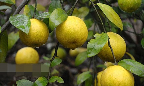 Nhờ vậy, năm 2017 gia đình ông Chính thu về 160 triệu đồng. Ảnh: Dân Việt.