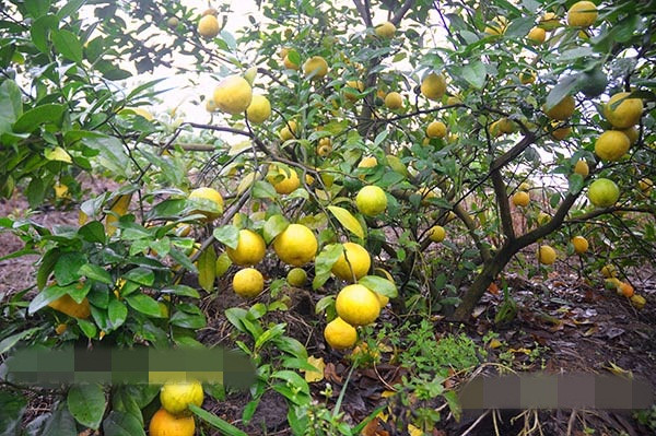 Sau nhiều năm nhân giống và phát triển, vườn chanh nhà ông Chính có khoảng 500 gốc chanh tứ mùa. Ảnh: Dân Việt.