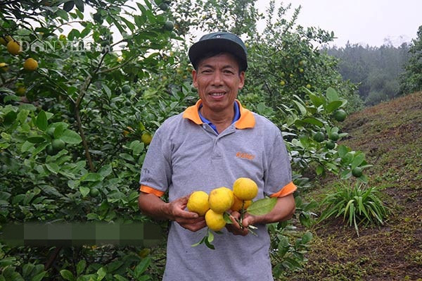 Chanh tứ quý nhà ông Chính được thương lái, nhà hàng đến tận nơi thu mua với giá 15.000 - 20.000/kg. Ảnh: Dân Việt.