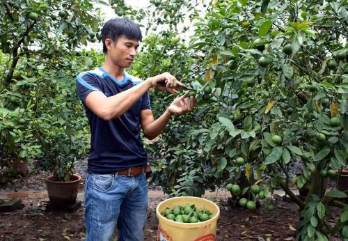 Anh là Nguyễn Hữu Hà (xã Tân Dân, huyện Khoái Châu, Hưng Yên) được xem là người khởi nghiệp đầu tiên đưa giống chanh tứ quý về trồng ở vùng đất nhãn với sản lượng lên đến hàng trăm tấn một năm. Ảnh: TTXVN.