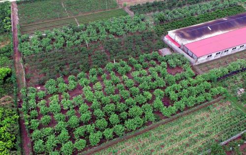 Anh Hà cung cấp chanh cho hàng chục cửa hàng ở Hà Nội. Năm 2016, anh có thu nhập trên 2 tỷ đồng từ vườn chanh. Ảnh: TTXVN.