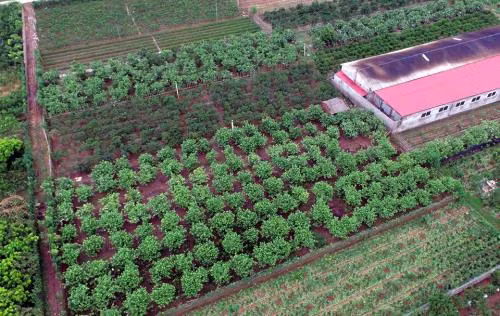 Anh Hà cung cấp chanh cho hàng chục cửa hàng ở Hà Nội. Năm 2016, anh có thu nhập trên 2 tỷ đồng từ vườn chanh. Ảnh: TTXVN.