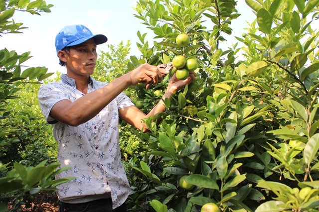 Chanh tứ quý là giống nhập khẩu từ Australia với nhiều ưu điểm như vỏ mỏng, quả chín vàng, rất thơm, mọng nước, vị chua thanh mà không gắt. Ảnh: Nongnghiep.