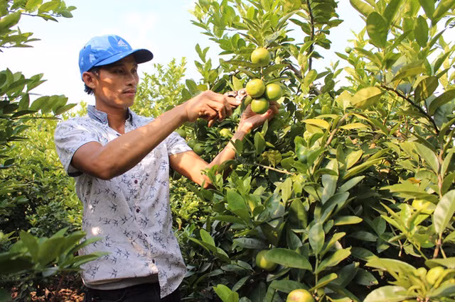Chanh tứ quý là giống nhập khẩu từ Australia với nhiều ưu điểm như vỏ mỏng, quả chín vàng, rất thơm, mọng nước, vị chua thanh mà không gắt. Ảnh: Nongnghiep.