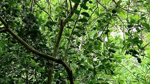 Chanh giấy trứng ngỗng trái to, ít hạt, mùi vị thơm tho, nhiều nước, vỏ mỏng nên thương lái rất ưa chuộng. Với giá bán dao động từ 15.000 - 35.000 đồng/kg, mỗi năm ông Hùng thu hoạch từ 80 - 90 tấn trái và thu về trên 1 tỷ đồng/năm. Ảnh: Baovinhlong.