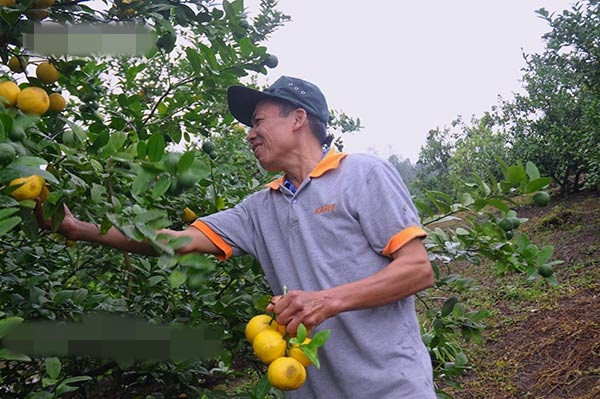 Lão nông Nguyễn Đức Chính (thôn Nhội, xã Đông Hải, huyện Tiên Yên, Quảng Ninh) cũng là người đâu tiên đưa cây chanh tứ mùa (hay tứ quý) về trồng tại địa phương. Ảnh: Dân Việt.
