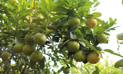 Sau khi đưa ra thị trường, chanh tứ quý của anh Hà được nhiều khách hàng ưa chuộng. Nhiều khi anh không có chanh mà bán. Ảnh: Nongnghiep.