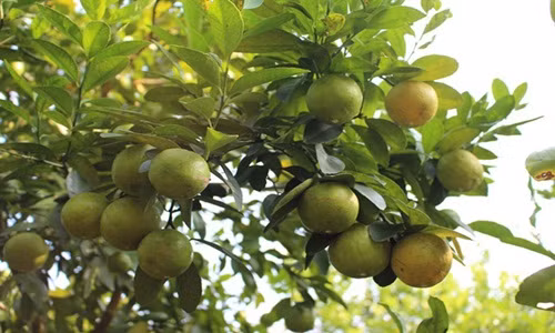 Sau khi đưa ra thị trường, chanh tứ quý của anh Hà được nhiều khách hàng ưa chuộng. Nhiều khi anh không có chanh mà bán. Ảnh: Nongnghiep.