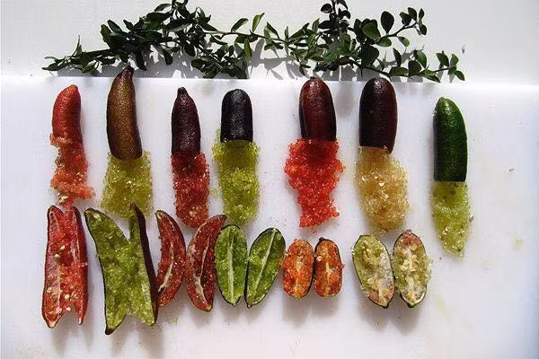 Vỏ chanh mỏng, nhiều màu sắc như xanh đen, màu tím, màu đỏ tía hay màu đỏ nhạt. Ảnh: Giongcaynongnghiep.