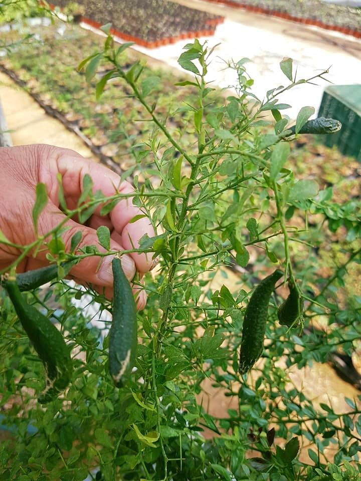 Cây chanh có quả bói giá từ 3,5 - 5 triệu đồng/cây. Cây có quả cao khoảng 1m, đã ra nhiều vụ giá có thể lên tới 15 - 20 triệu đồng/cây. Ảnh: Vuonhoanongnghiep.