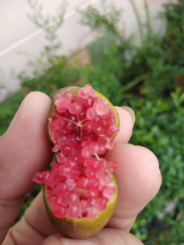 Đặc biệt, chanh ngón tay có mùi thơm rất đặc biệt, vị chua ngọt khác với chanh tươi Việt Nam. Ảnh: Facebook.