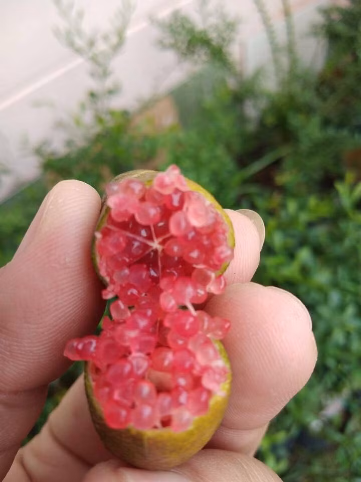 Đặc biệt, chanh ngón tay có mùi thơm rất đặc biệt, vị chua ngọt khác với chanh tươi Việt Nam. Ảnh: Facebook.