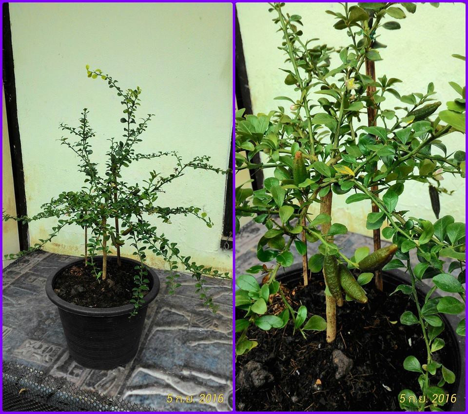 Không chỉ quả đắt, cây giống chanh ngón tay cũng giá khá cao. Cây giống 1 màu cao 50-60 cm giá từ 350.000 - 400.000 đồng/cây. Ảnh: FB Chanh ngon tay.