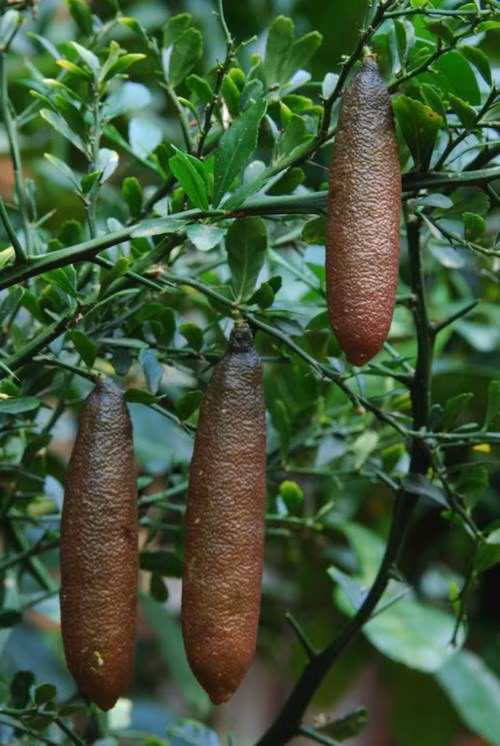 Theo một số người bán, giá gốc tại Thái Lan vào khoảng 2,8 triệu đồng/kg. Ảnh: FB Huynh Nhu.