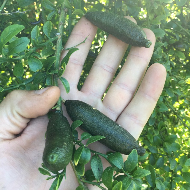 Vốn là một giống chanh bản địa của người Úc, chanh ngón tay được một số chủ vườn Thái Lan nhập về trồng. Tuy nhiên, số lượng không nhiều. Ảnh: Specialty Produce.