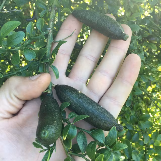 Vốn là một giống chanh bản địa của người Úc, chanh ngón tay được một số chủ vườn Thái Lan nhập về trồng. Tuy nhiên, số lượng không nhiều. Ảnh: Specialty Produce.