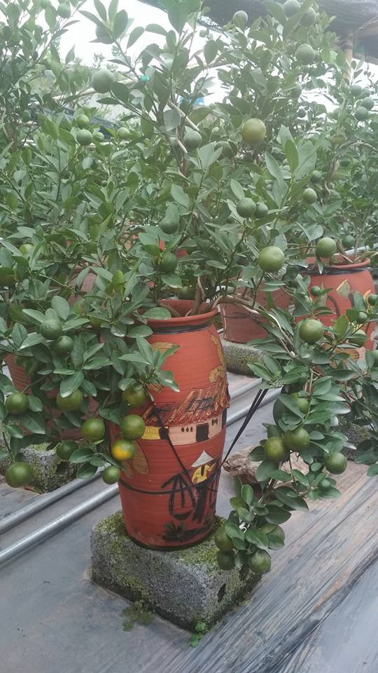 Những bình quất bonsai được tạo dáng tinh tế, phù hợp với trang trí phòng khách. Ảnh: FB Quất cảnh.