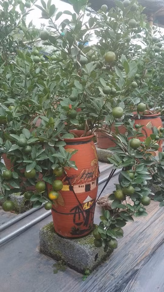 Những bình quất bonsai được tạo dáng tinh tế, phù hợp với trang trí phòng khách. Ảnh: FB Quất cảnh.