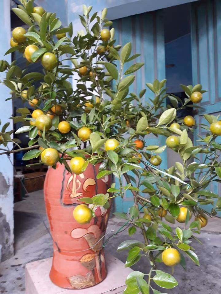 Năm nay, những bình quất cao khắc chữ tài hoặc lộc được nhiều nhà vườn đưa ra thị trường. Ảnh: FB Tống Giới.